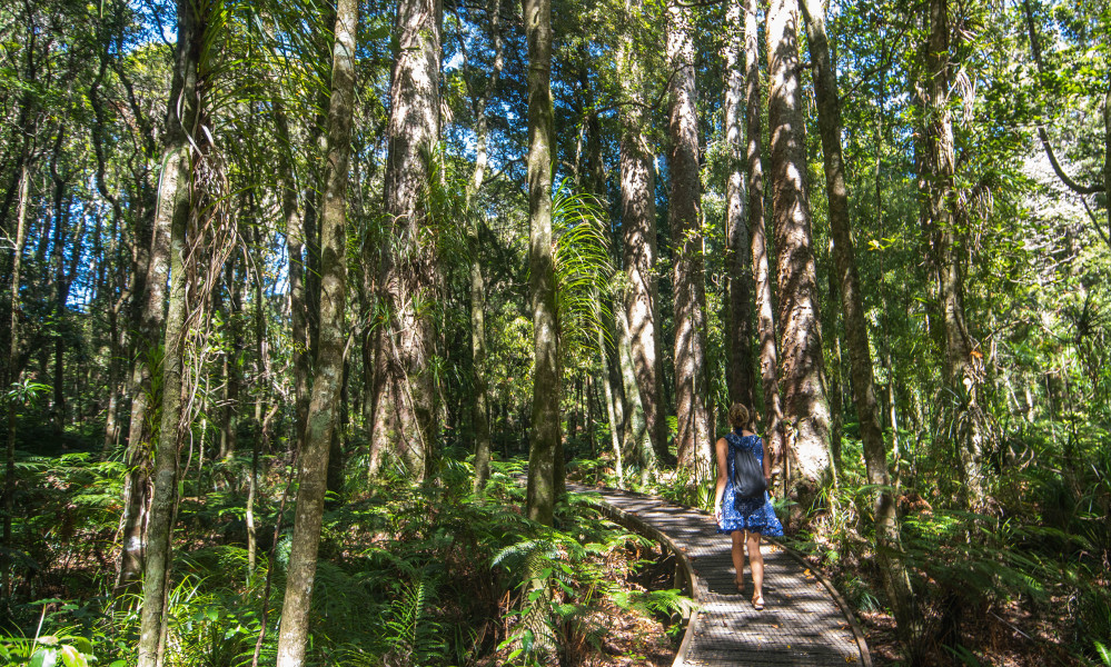 Trounson Kauri Park @wildernessmag