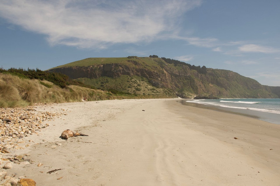 Aramoana Beach, New Zealand @TripAdvisor
