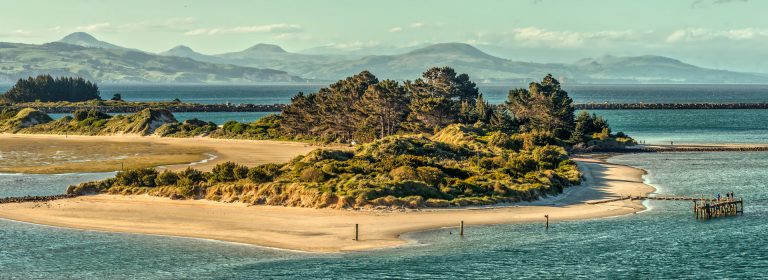 Gorse, Otago Harbour entrance, Dunedin, Otago, South Island, New Zealand. The sand dune and the Aramoana mole located at the mouth of the Otago Harbor. This area is a protected Wildlife Sanctuary.