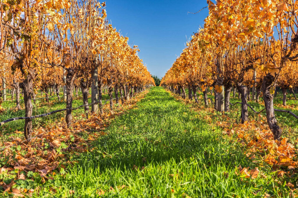 Autumn vineyard, Wairarapa, Marlborough, New Zealand