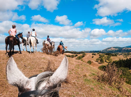 Beautiful New Zealand landscape from horseback