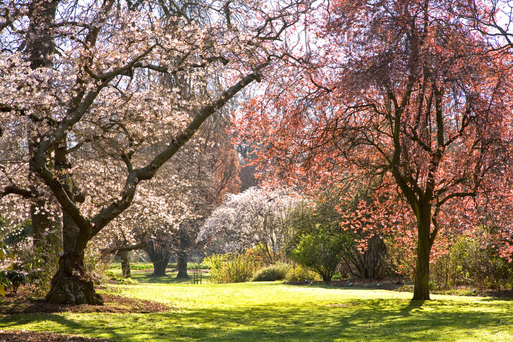 Christchurch Blossom in Hagley Park, New Zealand