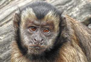Capuchin monkey in the Orana Wildlife park in Christchurch, New Zealand