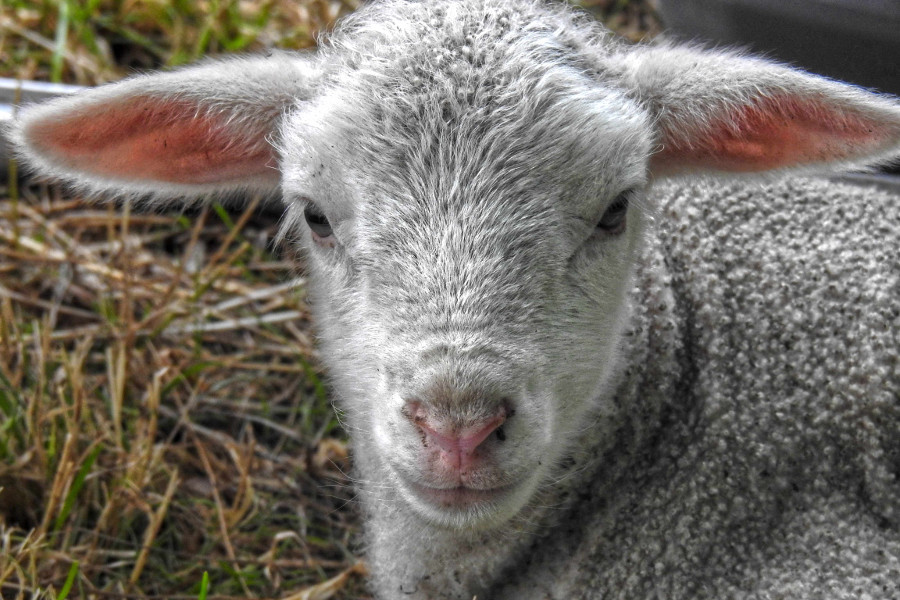 Adorable baby lamb Cheviot, New Zealand