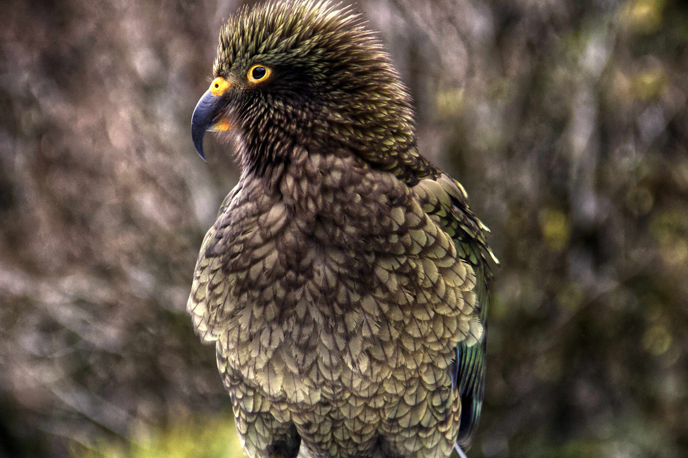 Close up Kea, the NZ bird in the winter at Milford sound