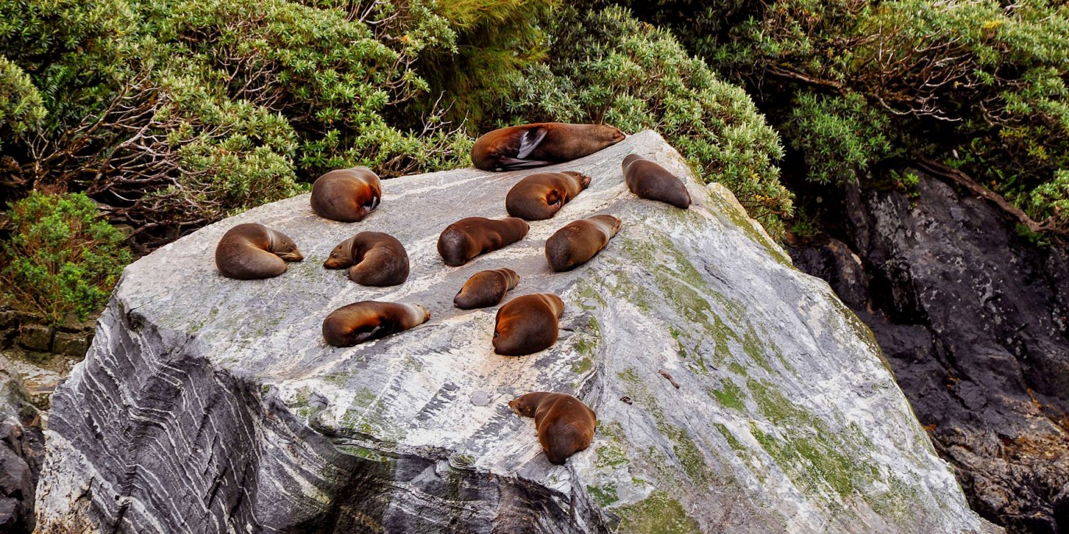 Colony of sea lions, Milford Sound, New Zealand