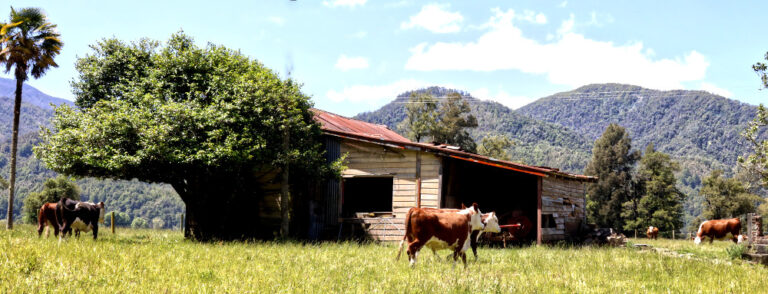 Abandoned home Murchison to Westport SH6 (cows grazing)