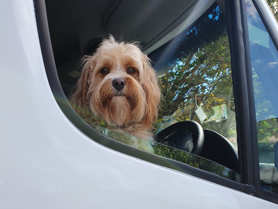 Copy of NZtravel dog in his motor home