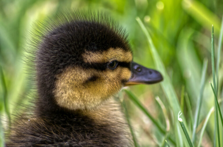 Duckling hiding in grass, early spring at Zealandia