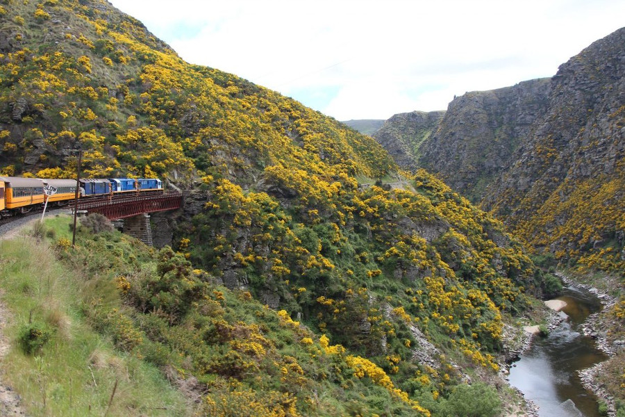 Experiencing the Taieri Gorge Railway in Dunedin, New Zealand @Discover Book Travel