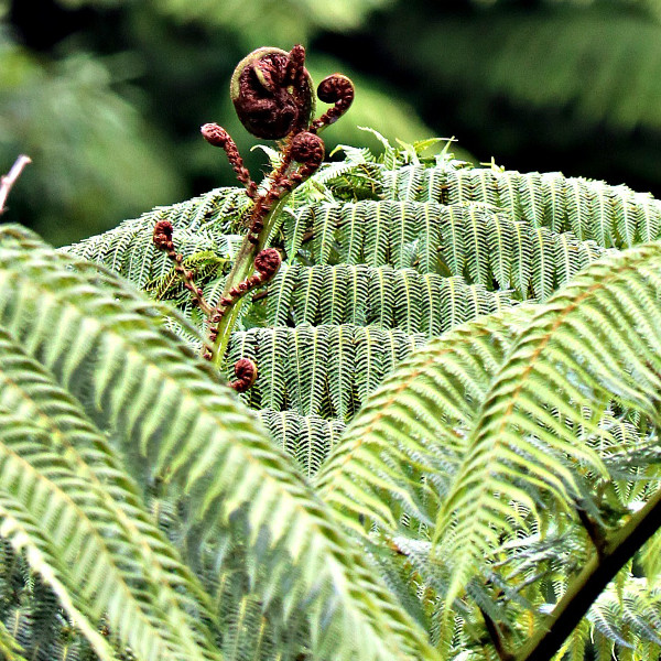 Flora Ferns punga magic, New Zealand