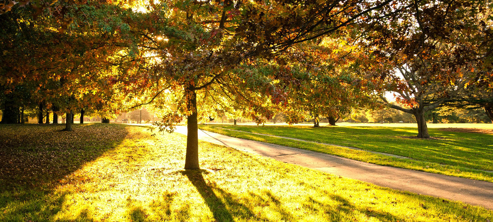 Autumn tree with sun beam, Hagley Park, Christchurch, New Zealand