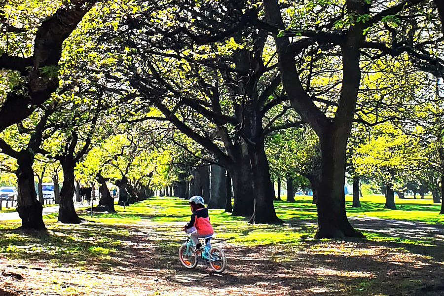 Hagley Park early spring, New Zealand