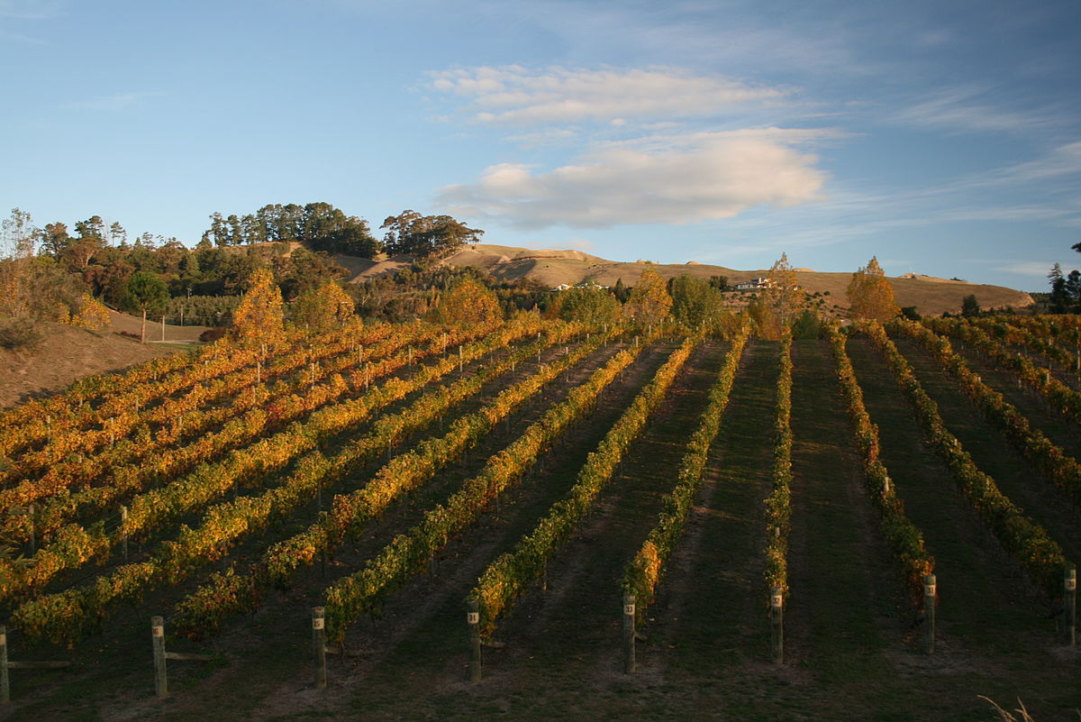 Hawke's Bay wine region, New Zealand @Wikipedia