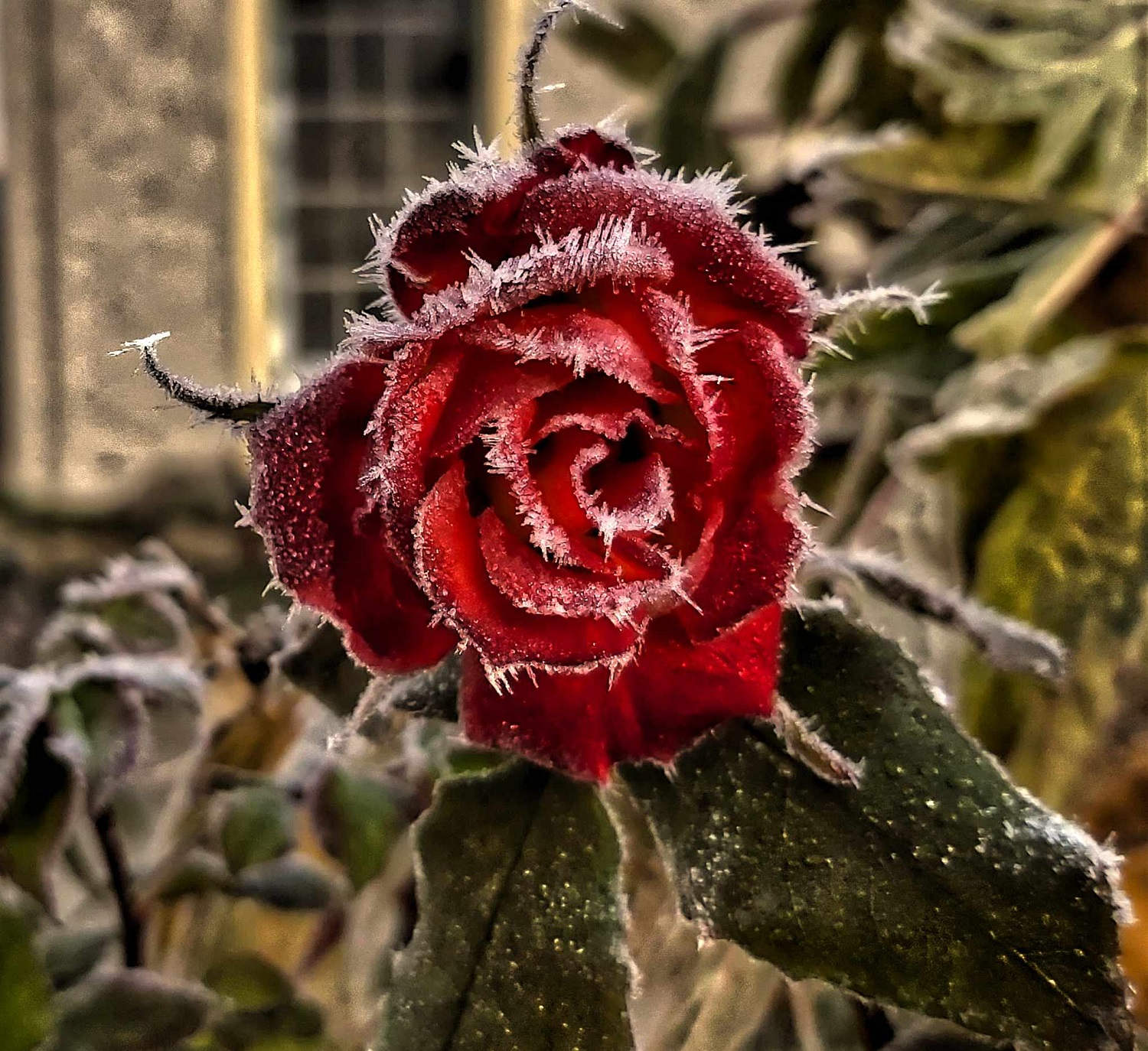 A Hoar Frost Rose in New Zealand