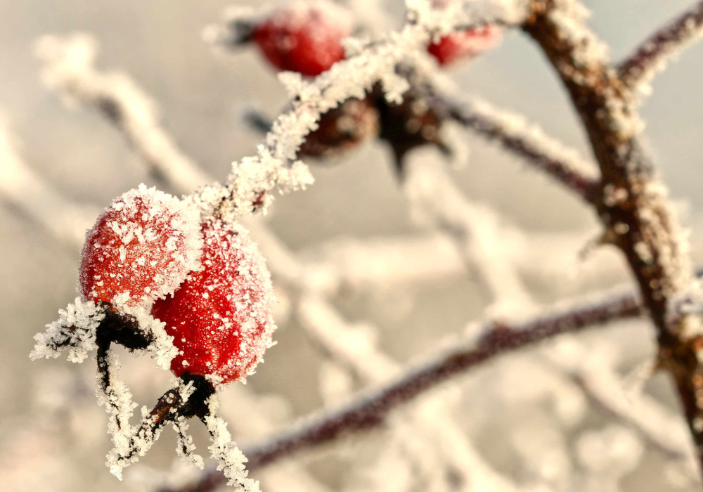 Frosted red rose hips in the garden. Winter landscape