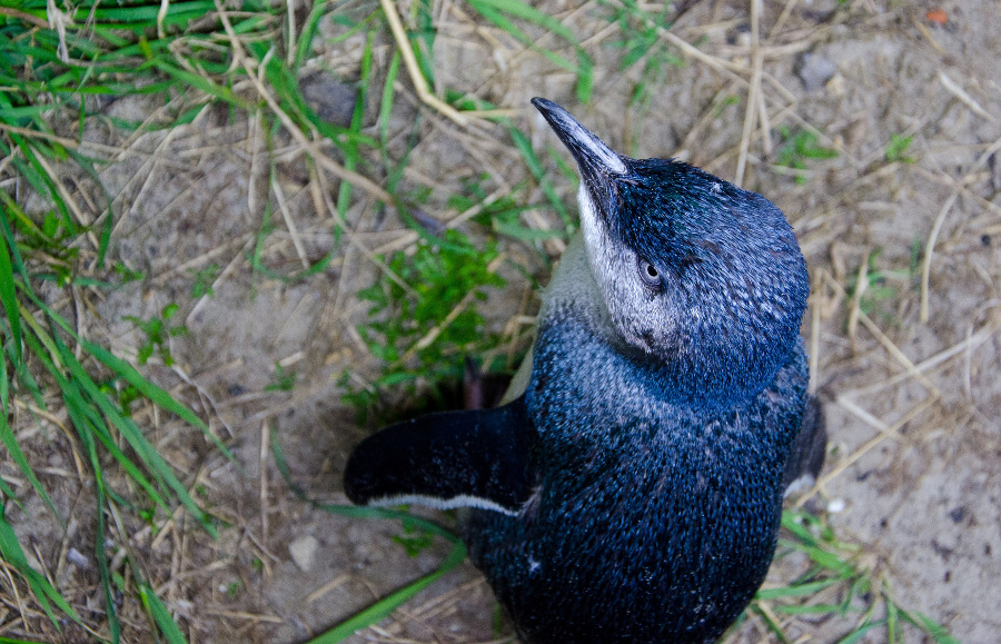 Little Blue Penguin, New Zealand @Media Zealand