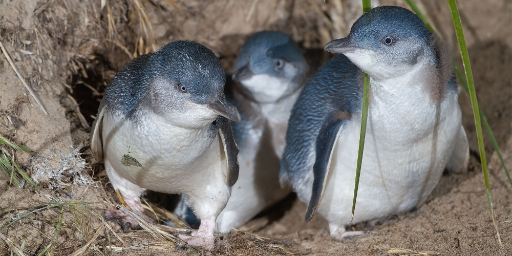 Little Blue Penguins, Caroline Bay, New Zealand @timarupenguinsredone