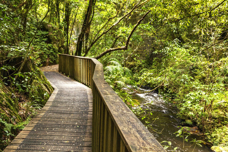 Pathway through New Zealand native bush, Mangapohue Natural Bridge, Waitomo District, Waikato, New Zealand