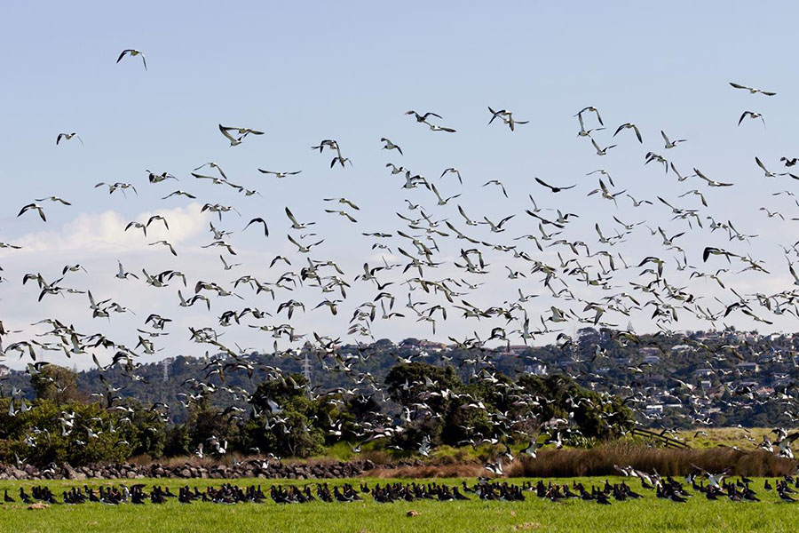 Mangere mount birds, New Zealand