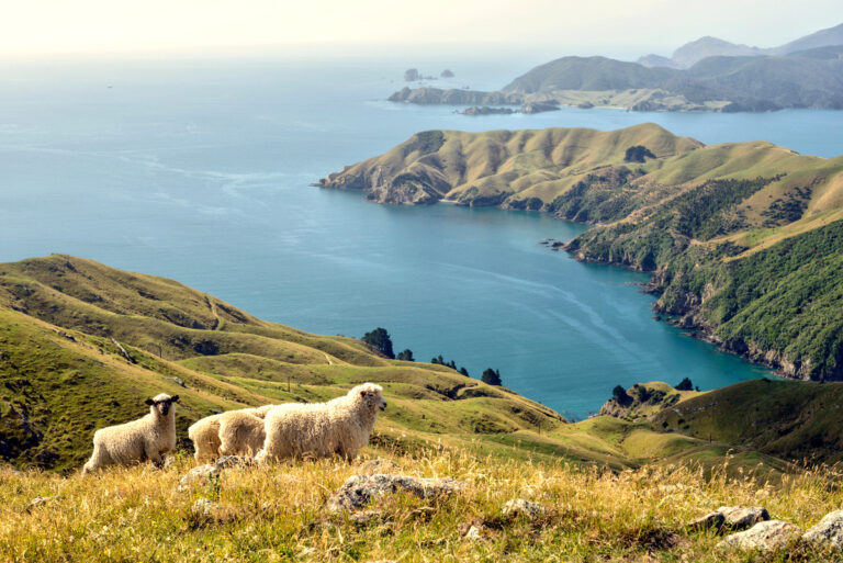 Sheep at the Marlborough Sounds (Okuri Bay), South Island, New Zealand