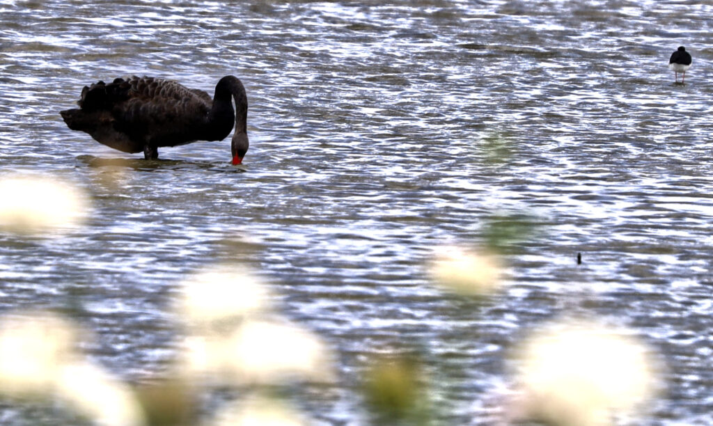 Miranda bird hide black swan, New Zealand
