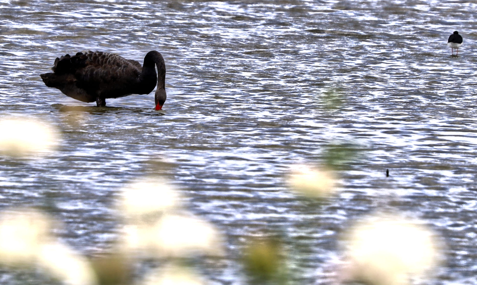 Miranda bird hide black swan
