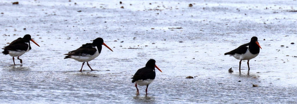 Miranda oystercatchers checking out surface water flows