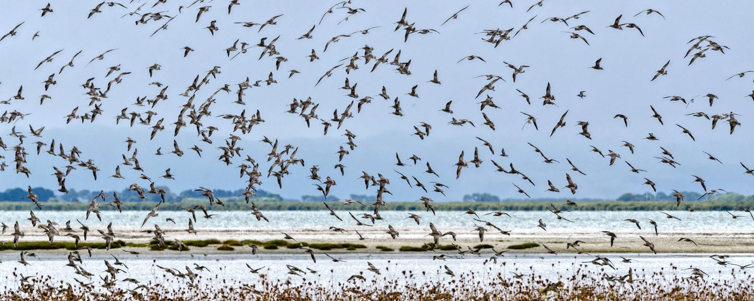 Flock of Flying Birds, Miranda Shore Bird Centre, North Island, New Zealand