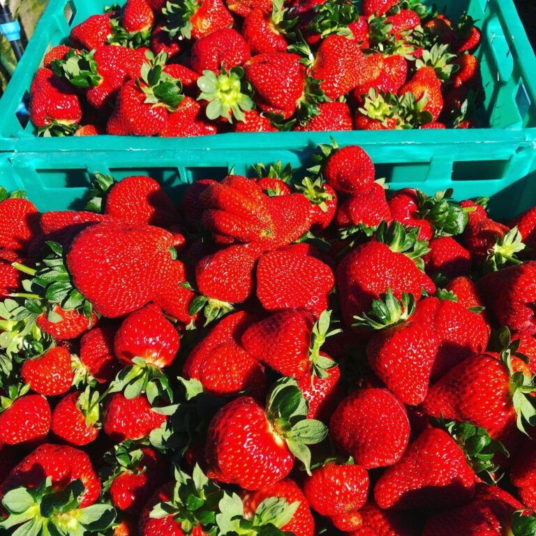 Moutere strawberry, New Zealand @mouterestrawberries