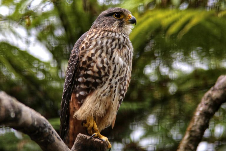 The New Zealand Falcon at Otorohanga, New Zealand.