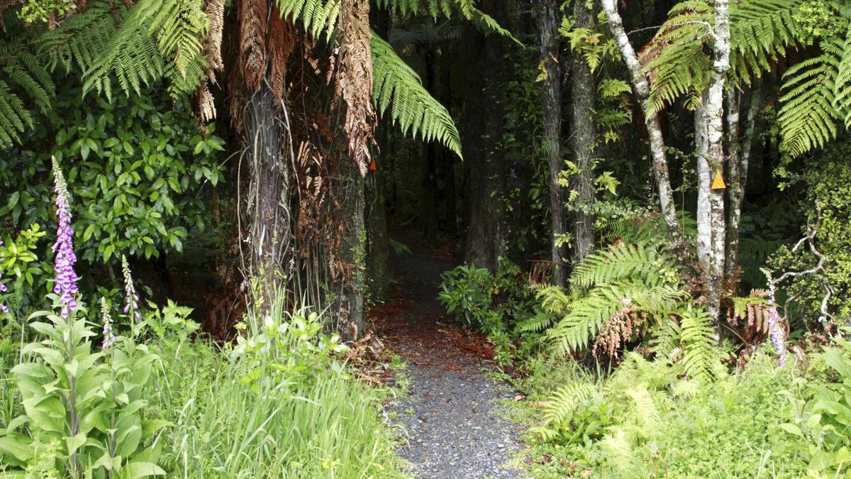 Puhinui Stream Forest Loop track, New Zealand @Paul Charman