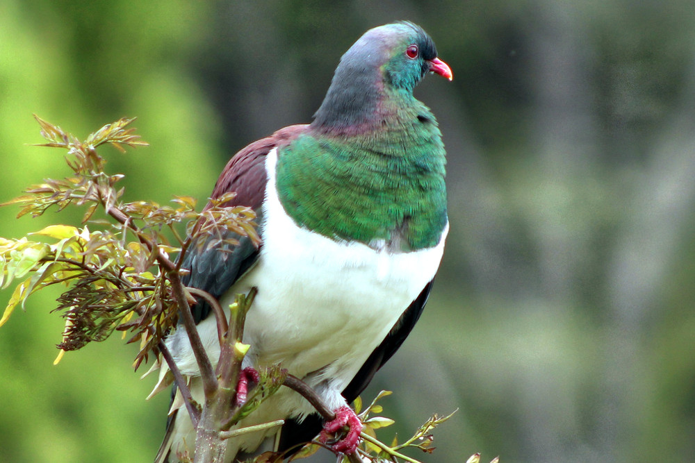 Pukaha, Kereru wood pigeon, New Zealand