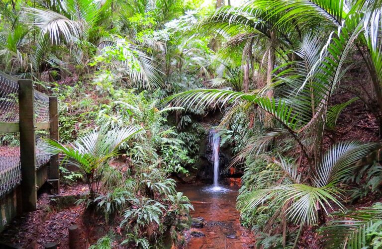 Ratapihipihi Reserve walks, New Zealand @DOC / Sylvia Whautere