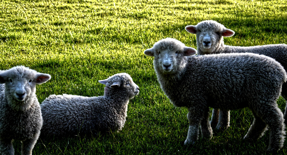 Four Romney Sheep pose in grass New Zealand