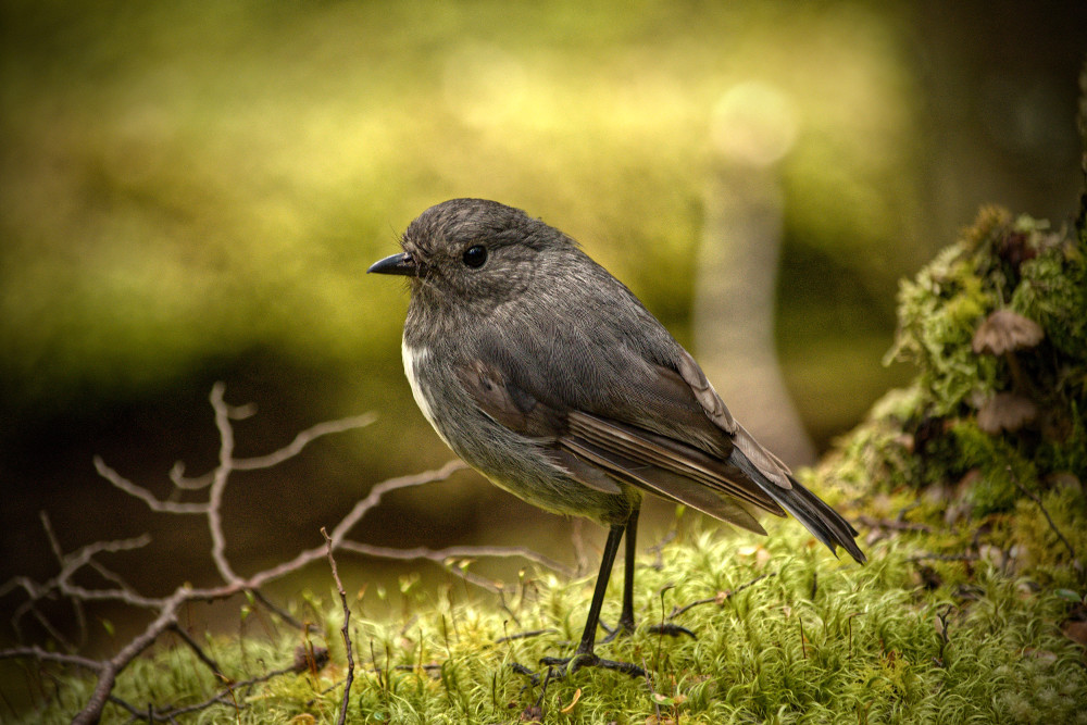 South Island robin, New Zealand