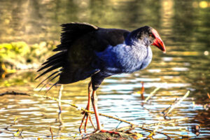 Takahe standing in a shallow pool at the Willowbank Wildlife Reserve in Christchurch, New Zealand