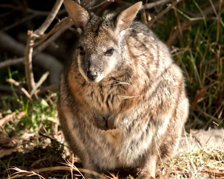 Wallaby, New Zealand