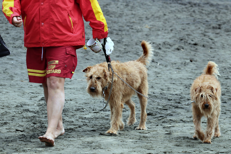 Te Henga Lifeguard dogs, West Auckland, New Zealand