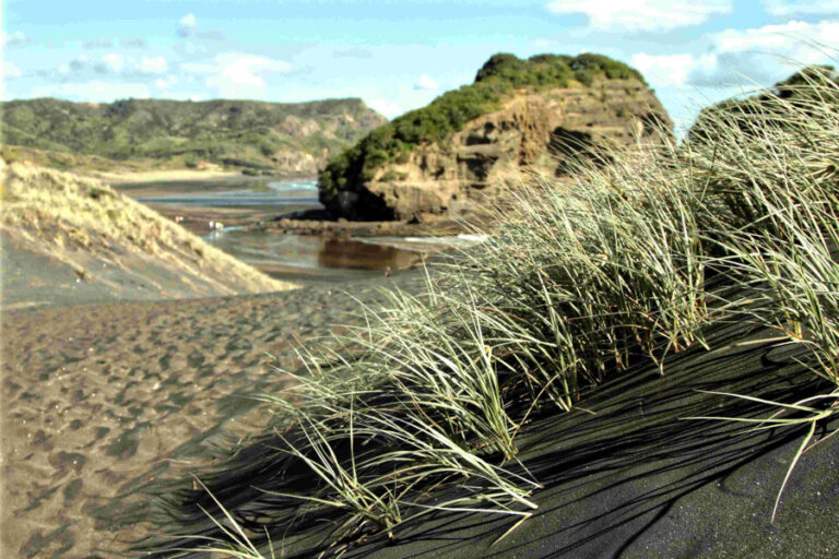 Te Henga iron sand dunes, West Auckland, New Zealand