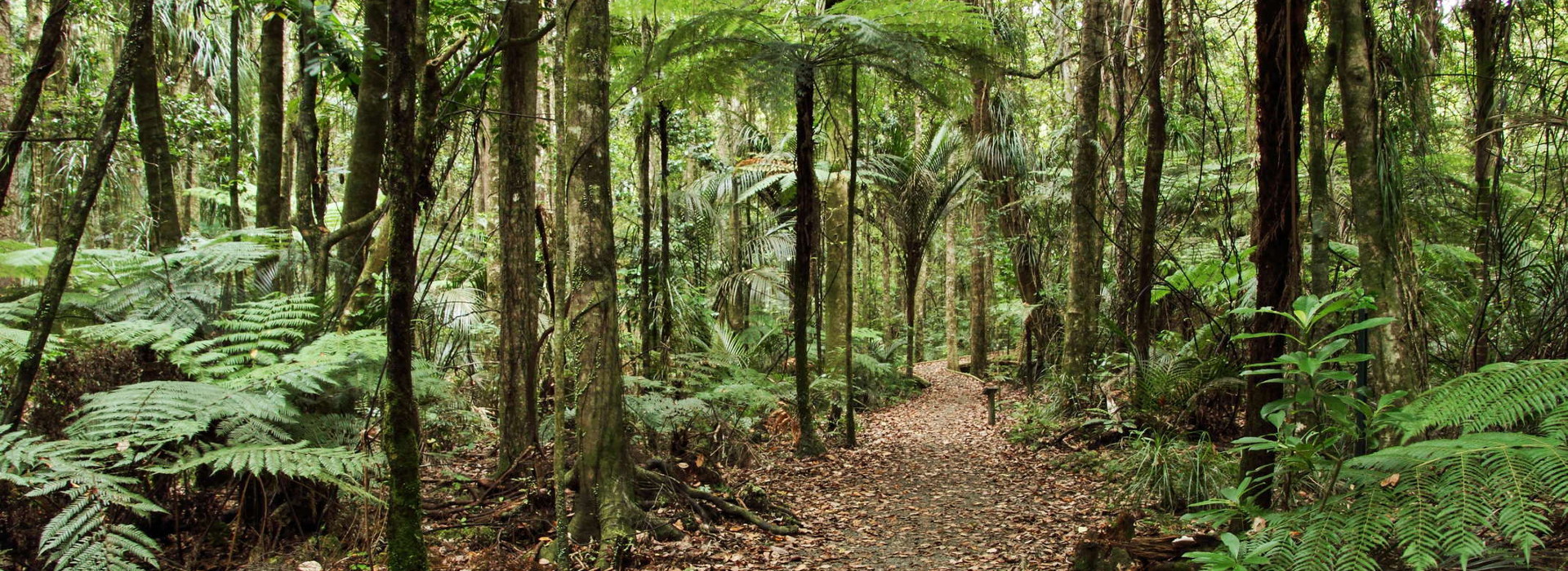 Trounson Kauri Park, New Zealand @Martin Mergili