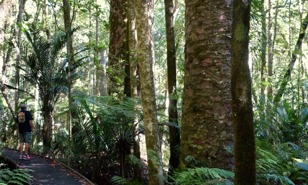 Trounson Kauri Park, New Zealand @Vagabon and Dave