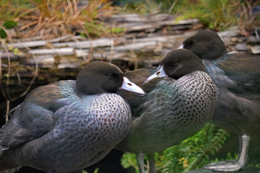 Trout Centre, blue duck, Tongariro National Trout Centre, New Zealand