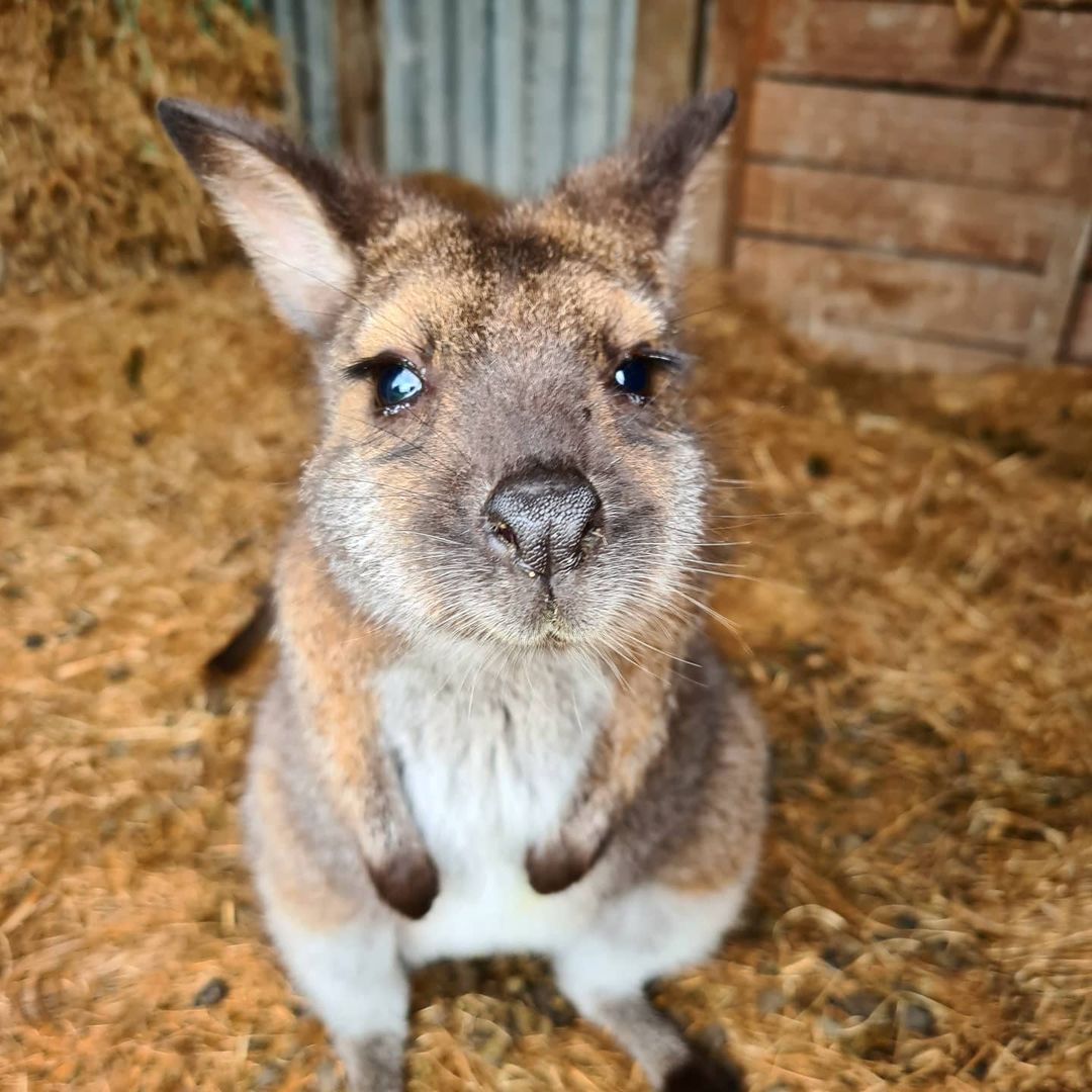Waimate wallaby, New Zealand @fergoturtle