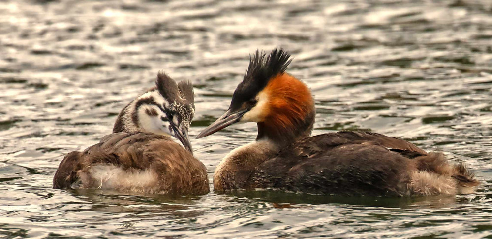 Wetlands, Great crested grebe and fledging, Cromwell, New Zealand