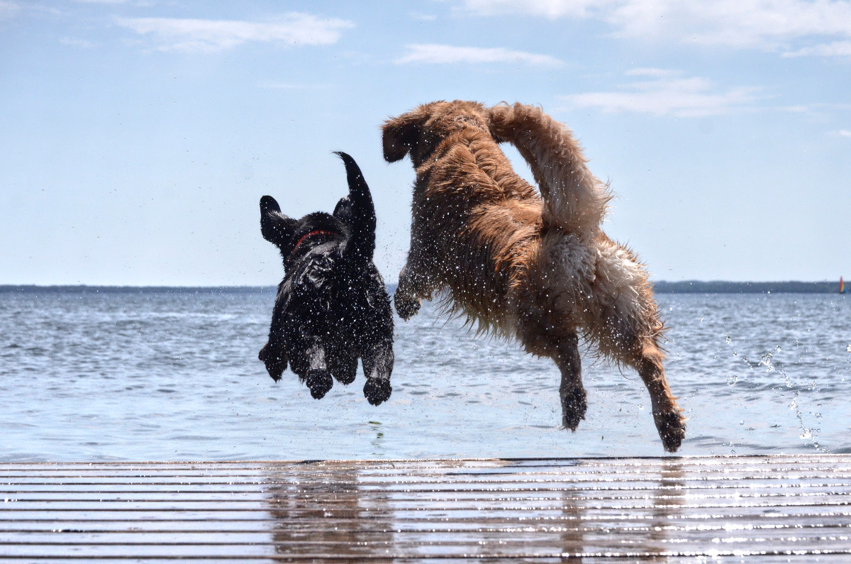 A Golden Retriever and Labrador Retriever loving life dock jumping at the lake.