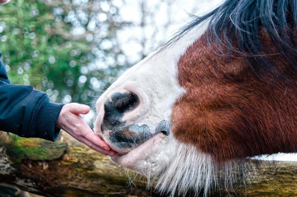 Feeding a horse, Willowbank Reserve farm, New Zealand