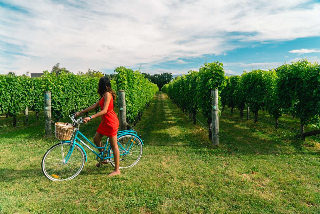 Woman in a red dress riding a bicycle in vineyards. View of grapevines Shot in Blenheim, South Island, New Zealand.