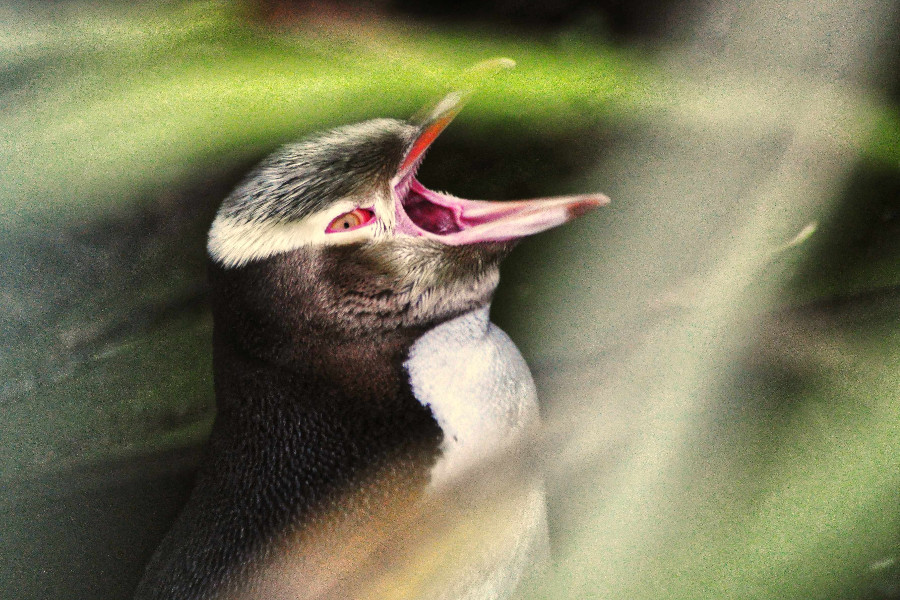 Yellow-eyed penguin, Otago Peninsula, New Zealand