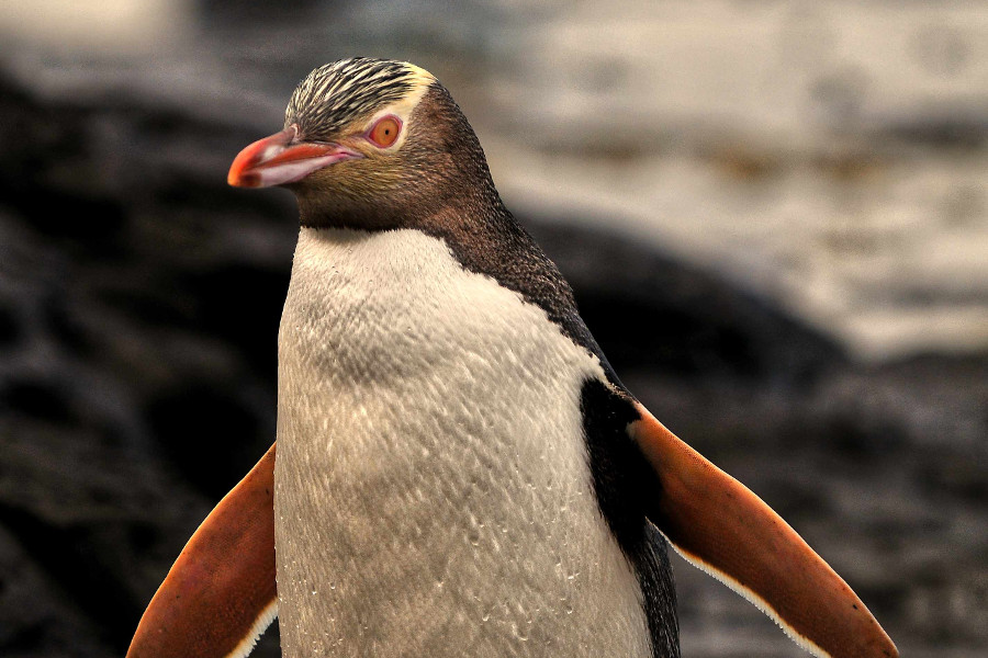 The Yellow-eyed Penguin Megadyptes antipodes or Hoiho is a rare penguin native to New Zealand